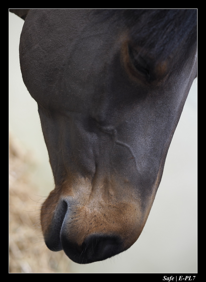 2020 - 02 - Salon agriculture 06